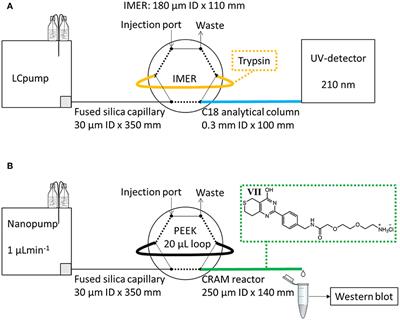 Investigating Monoliths (Vinyl Azlactone-co-Ethylene Dimethacrylate) as a Support for Enzymes and Drugs, for Proteomics and Drug-Target Studies